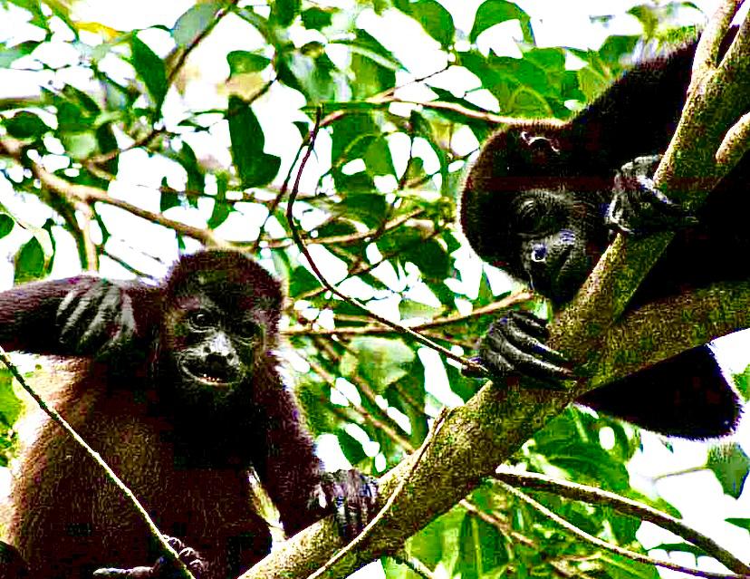 Howler monkey in the canopy at Bluff Beach &mdash; one of our jungle neighbors